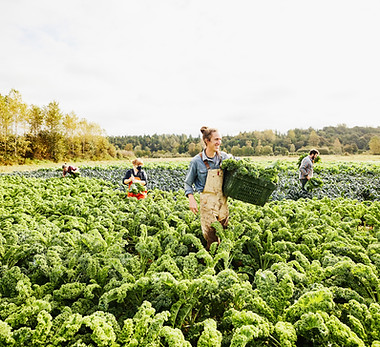 Farmers Harvesting Kale