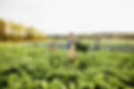 Kale Farm