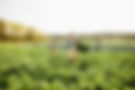 Kale Farm