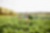 Ferme Kale