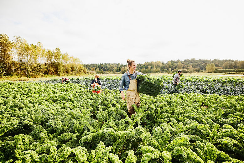 Temporay farm workers