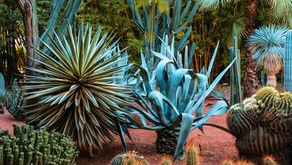 Soos 'n Welwitschia in die woestyn
