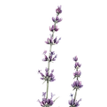 Il·lustració de lavanda, planta medicinal utilitzada per reduir l’estrès i millorar el benestar natural