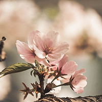 Almond Blossom