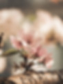 Almond Blossom