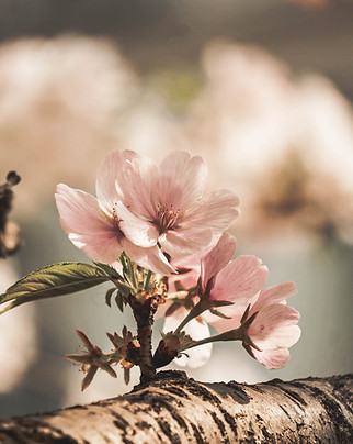 Almond Blossom