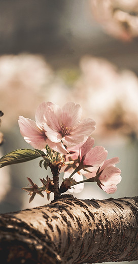 Almond Blossom