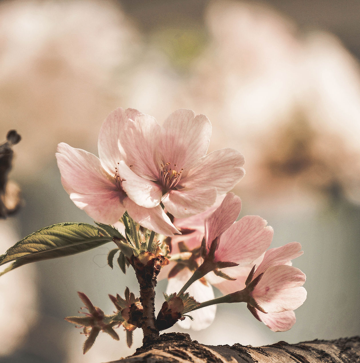 Almond Blossom