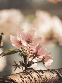 Mandelblüte