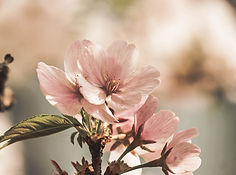 Almond Blossom