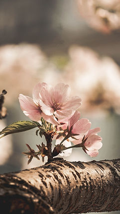 Fleur d'amandier