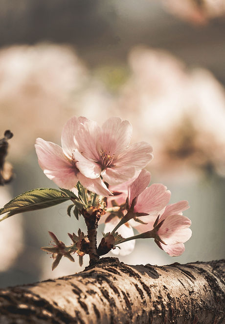 Almond Blossom