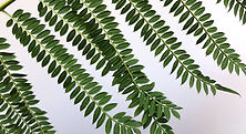 Leaves