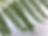 Green Fern Leaves
