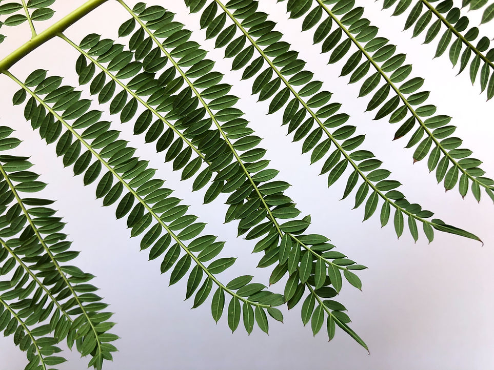 Green Fern Leaves