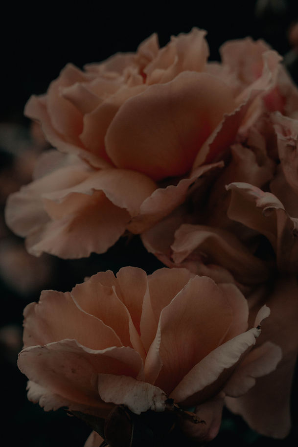 Soft Peach Roses