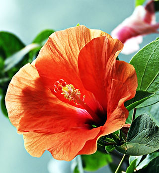 Hibiscus Flower