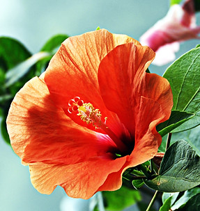 ハイビスカスの花