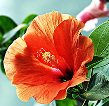 Orange Hibiscus Flower