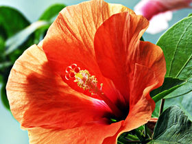 Purple Hibiscus