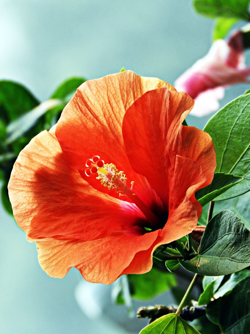 Hibiscus Flower