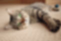 cat on carpet - not Causeway