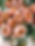 Peach Roses