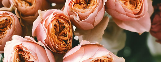 Close-up of pink roses