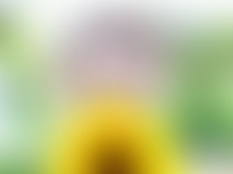 Sabe o que é o têxtil orgânico?