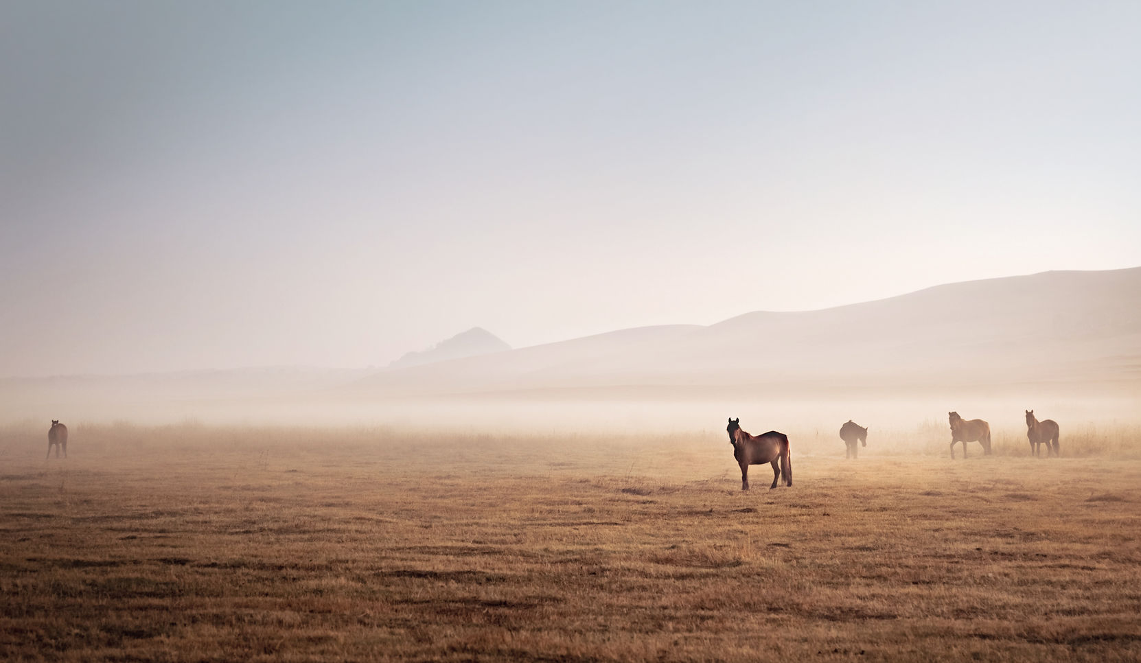 Horses in Mist