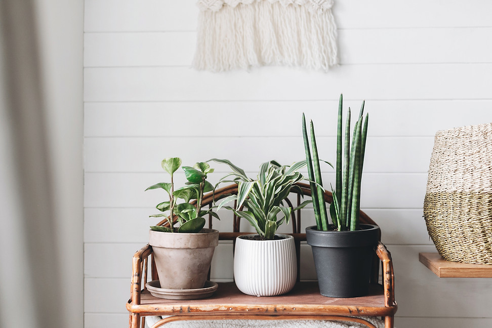 Three Plants