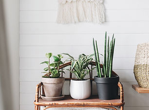 Indoor Plants Display