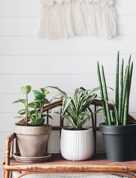 Three Plants