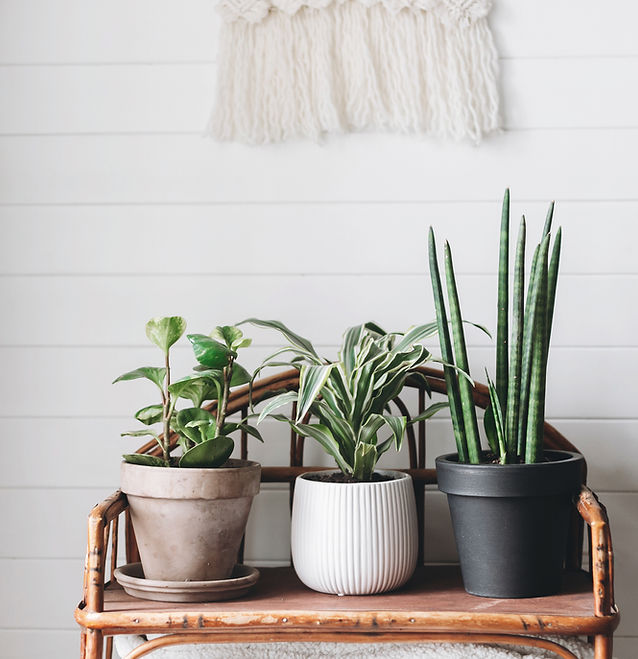Three Plants