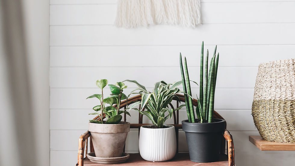 Three potted plants on a wooden shelf in a room with white shiplap walls. A woven basket is nearby, creating a calm, natural vibe.