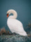 White Swan