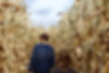 Corn Maze