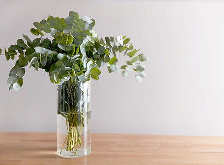 Eucalyptus In Vase