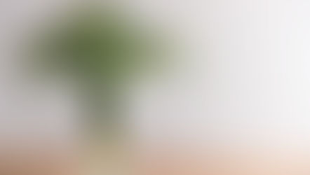 公式ウェブサイト オープン