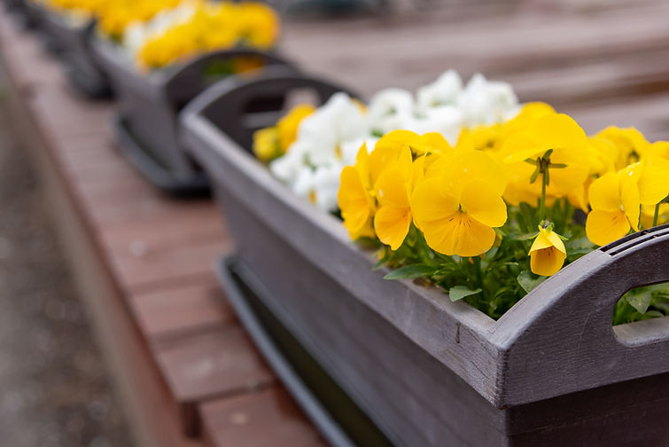 Flower Beds