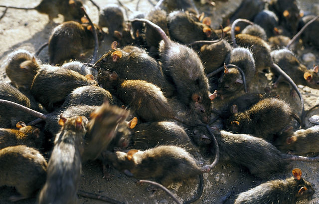 black rats