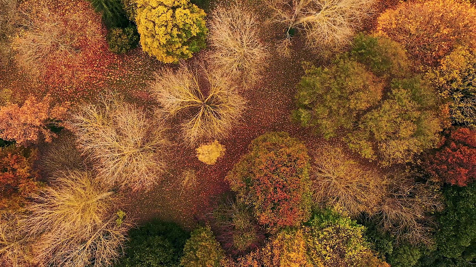 Herbstlicher Wald – Luftaufnahme