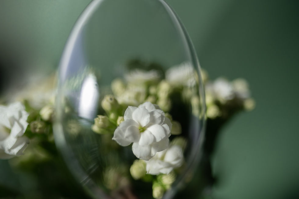 White Flowers Close-Up