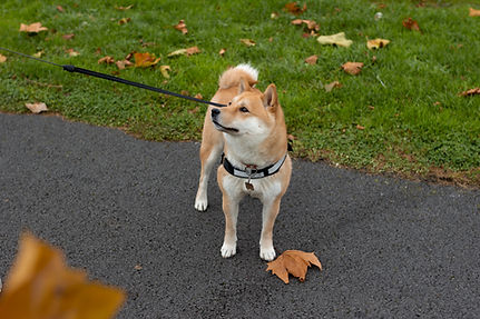 犬の散歩お手伝い致します