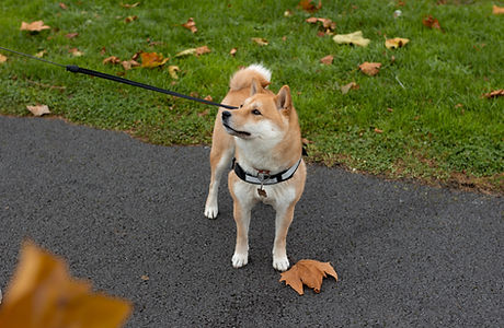 Akita on a Leash