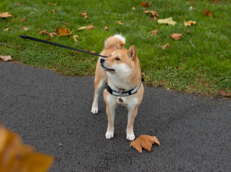 Akita on a Leash