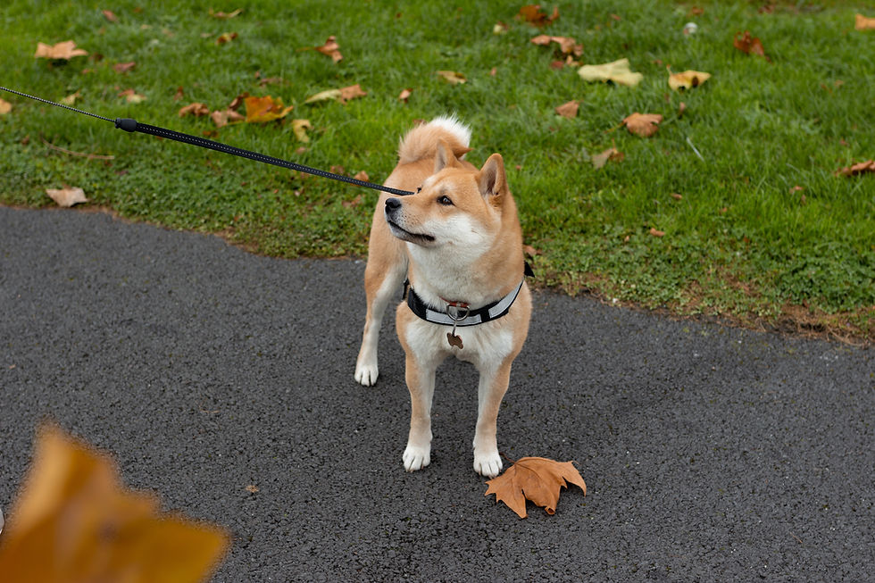 Akita on a Leash