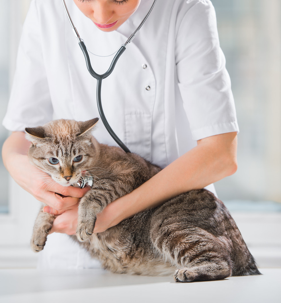 Vet Examining Cat