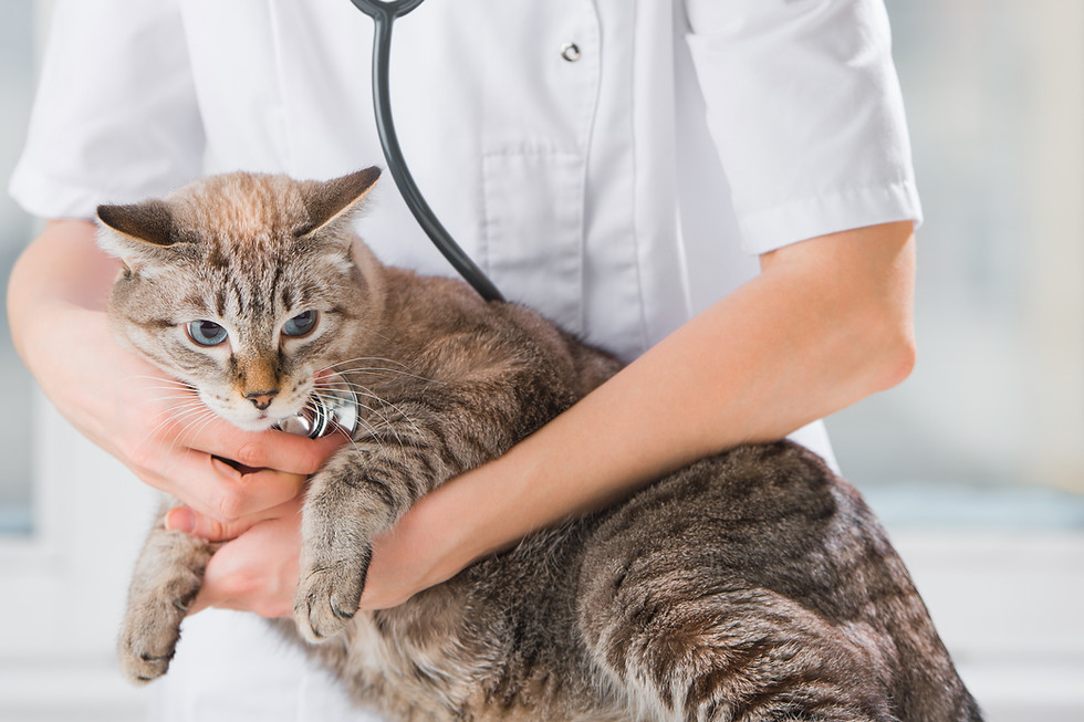 Vétérinaire examinant un chat