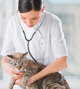 Vétérinaire examinant un chat